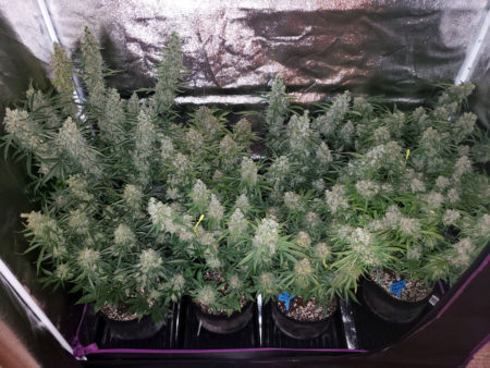 Those seedlings at harvest - huge!