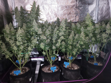 Example of 8 plants flowering under a 315 LEC grow light - not long before harvest! With these lollipopped cannabis plants, the bottom growth has been removed to allow the main buds to get all the light and energy.