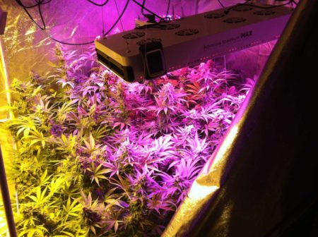 Cannabis plants in the flowering stage fattening up under Advance Spectrum LED grow lights with HPS light coming from the side