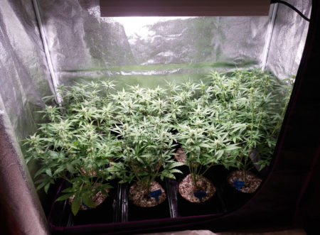 Cannabis plants under a 315 LEC grow light in 2-gallon smart pots