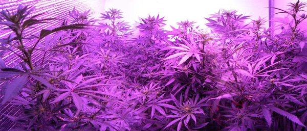 A Quantum Board LED grow light