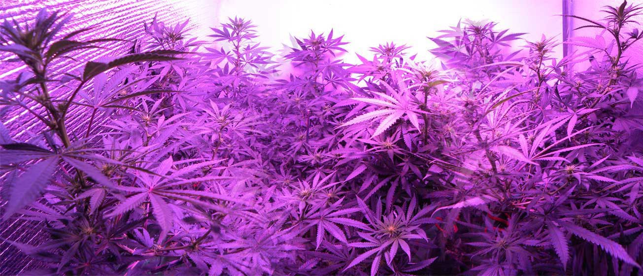 Example of cannabis plants grown from seed to harvest under LED grow lights!