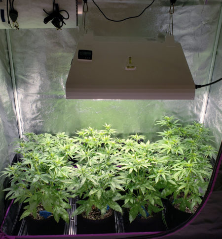 Change to a 12/12 light schedule when your plants reach about half the final desired height