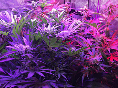 A Viparspectra PAR450 making some flowering cannabis plants look pretty in pink and purple