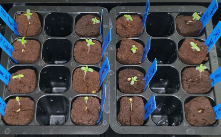 You can germinate cannabis seeds directly in Rapid Rooters