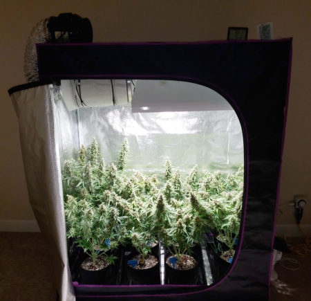 Cannabis grow tent size