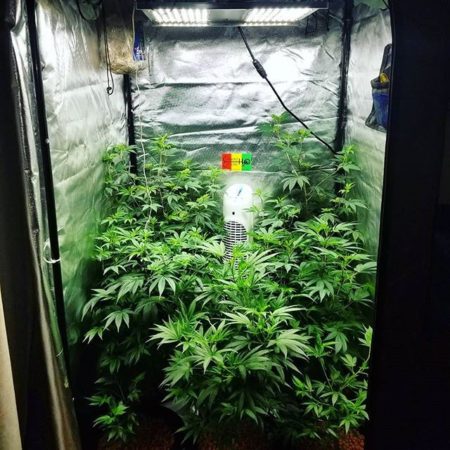HLG 300 LED Grow Light being used to grow 8 cannabis plants in the vegetative stage in a 3'x3' grow tent