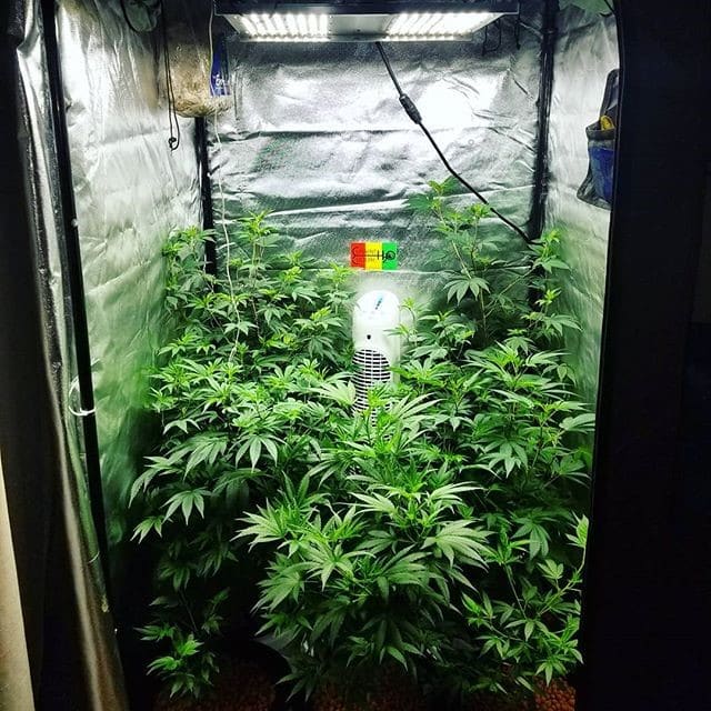 5 Best LED Grow Lights 2022 (Yields, Speed, & Bud Quality)