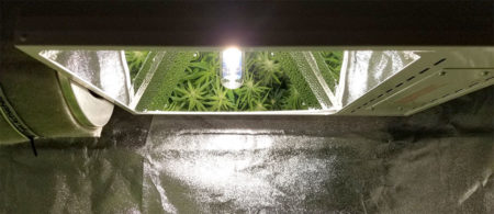 How to grow weed indoors steps