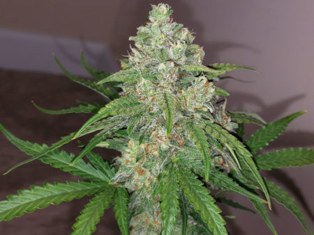 Example of a marijuana cola that was grown under a 315 CMH grow light