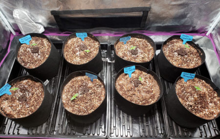 Put your young cannabis seedlings into their pots