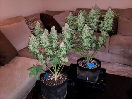Two cannabis plants grown under a 315 CMH grow light, about to get trimmed!