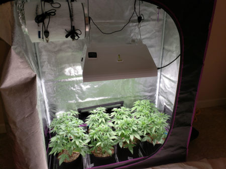 Cannabis plants in the vegetative stage under a 315 CMH grow light