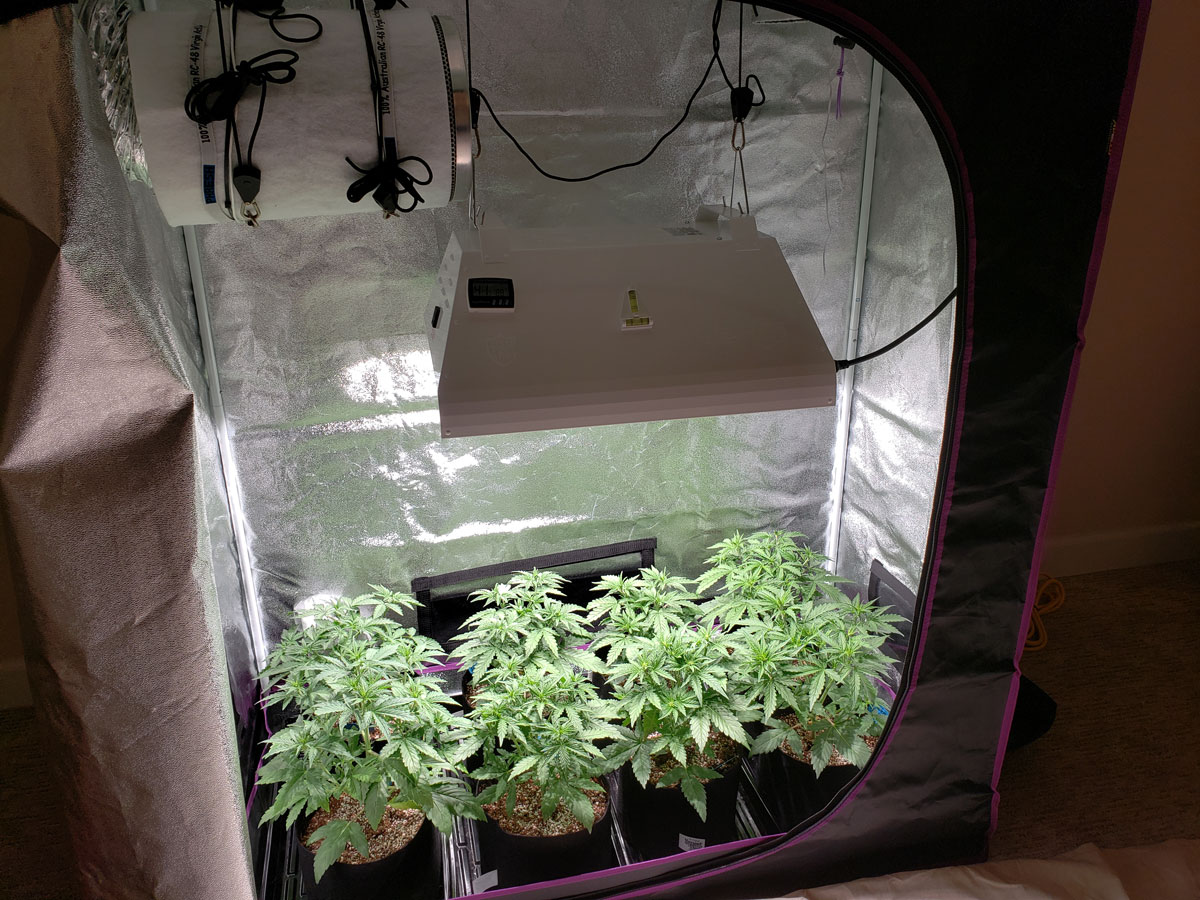 How to Grow Up to a Pound of Cannabis with a 315 LEC Grow Light (CMH