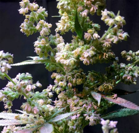 Male marijuana seeds