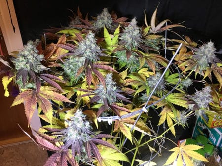 Flowering cannabis in an array of colors
