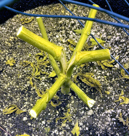 The stem of a cannabis plant split in two