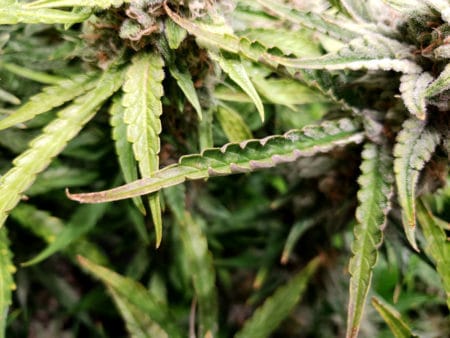 Edges of cannabis leaves may curl up from light stress. If it goes on too long, the leaves become crispy