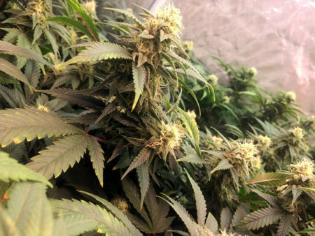 A cool sideways picture of healthy weed grown by a newbie!