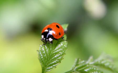 A super cute ladybug