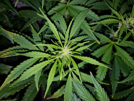 Light burn can cause yellow tips