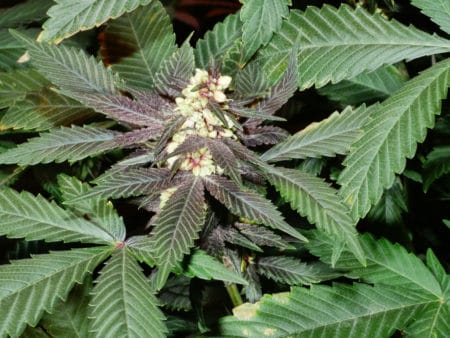 A purple male cannabis plant from Mass Medical Strains