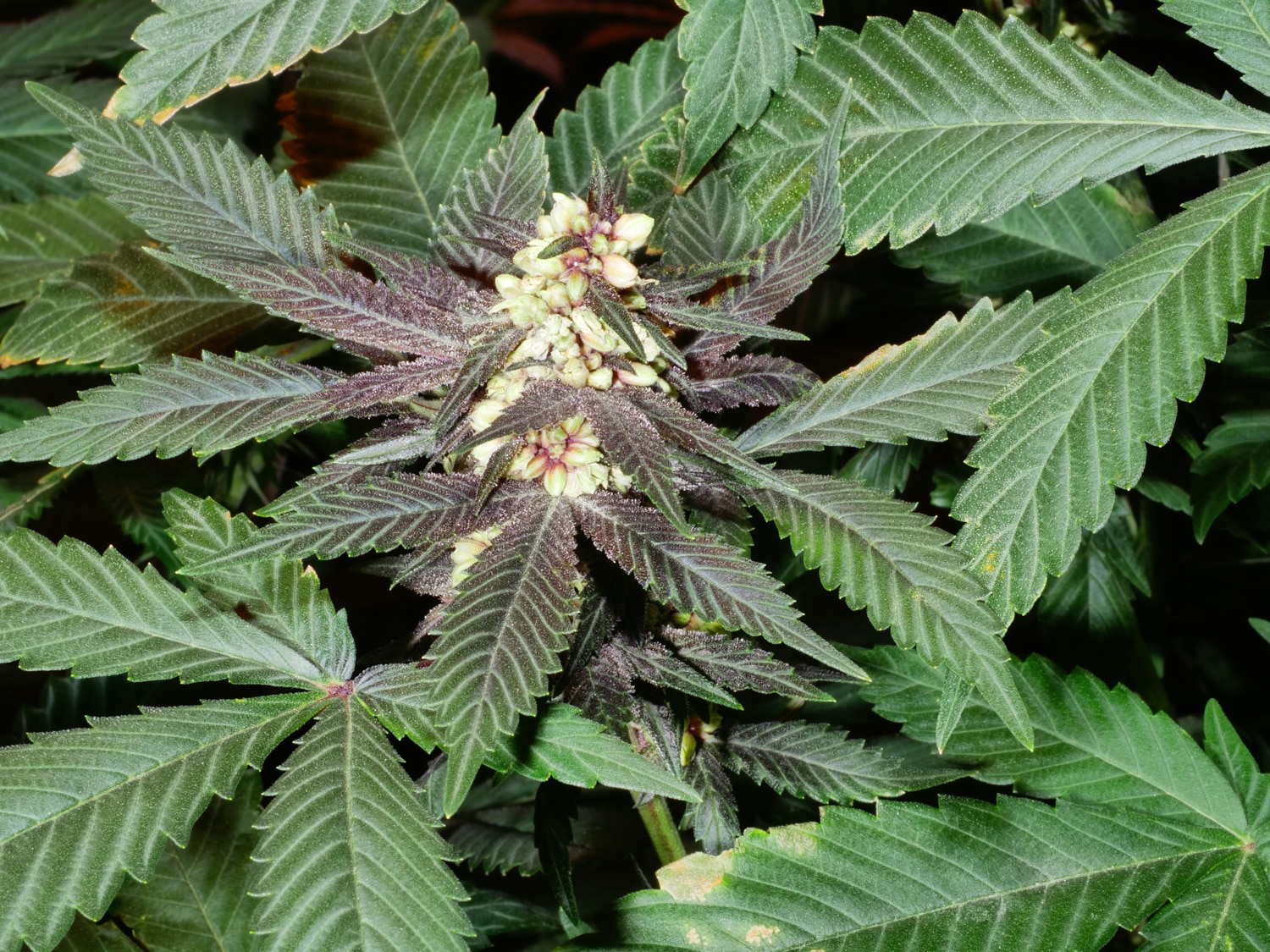 Large Marijuana Plant Seeds
