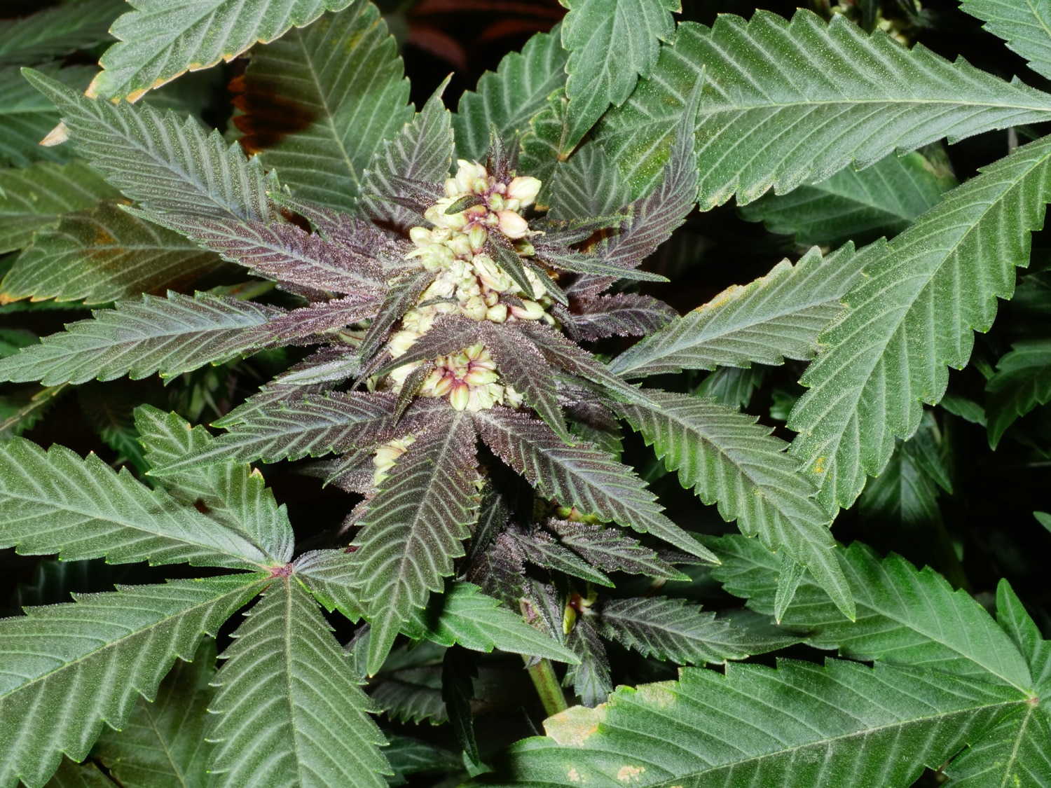 mass-medical-strains-purple-cannabis-mal