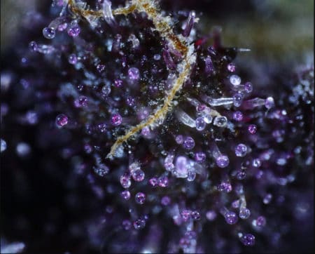 Purple trichomes on a cannabis plant by Mass Medical Strains