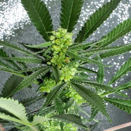 This strain is called Mr. Reversed Day. Say that 3 times fast!