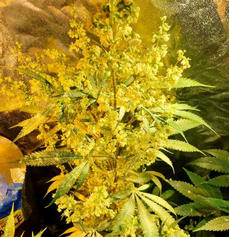 A male 'Prayer Tower Sativa' exploding with pollen