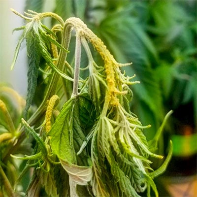 Russet mite damage on a cannabis plant