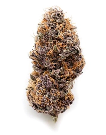 Purple Star Pupil bud from Mass Medical Strains