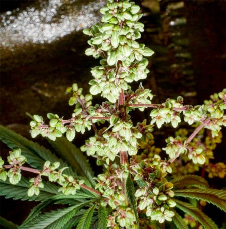 Male cannabis plant preparing to spread pollen
