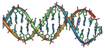 Cannabis DNA double helix