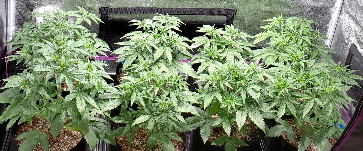 Beginners Guide To Growing Marijuana - Potguide.com