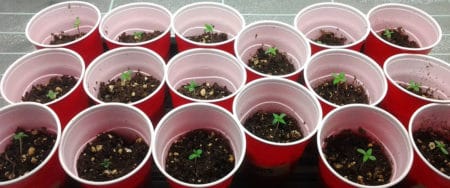 Many marijuana seedlings in solo cups