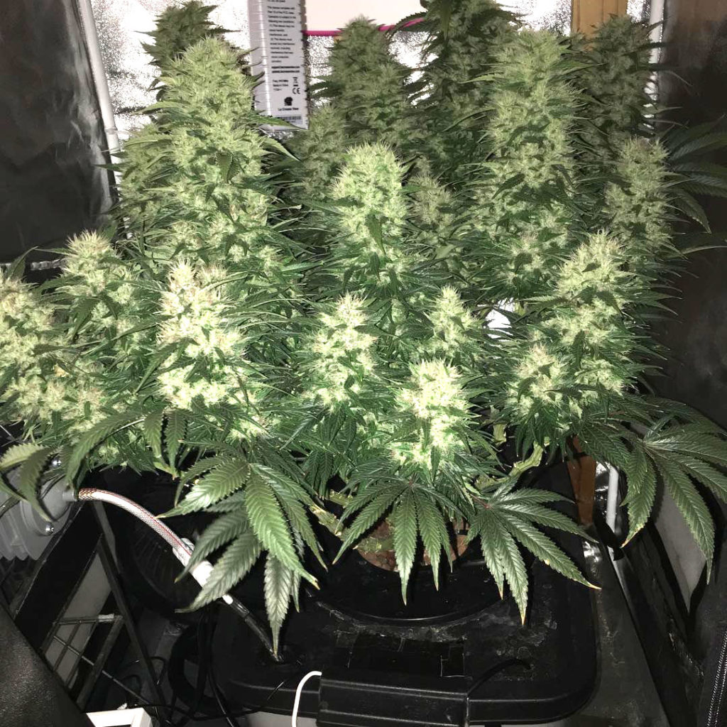 Which LED Grow Lights Are Best for Growing Cannabis? Grow Weed Easy