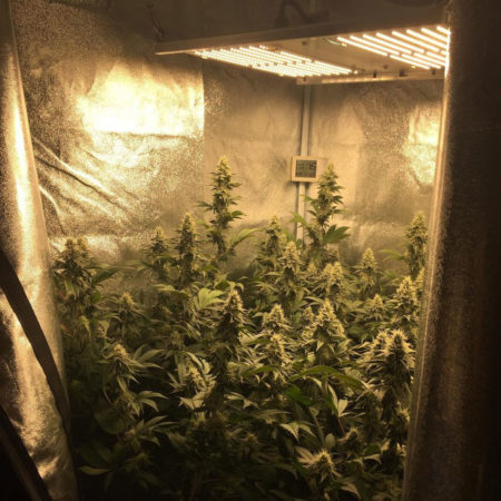 Cannabis plants growing under a Quantum Board LED grow light (HLG300) by depthchargeseeds