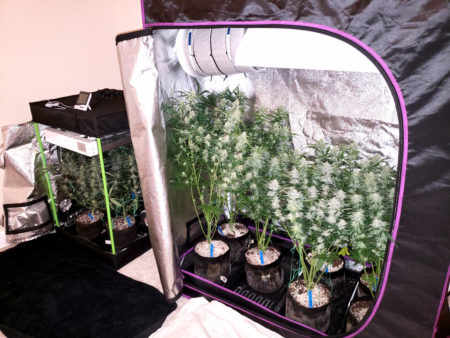 Cannabis grow tents - a 2'x2'x3' grow tent on left and 2'x4'x5' grow tent on right