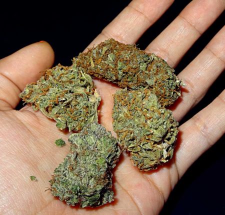 Your very own homegrown cannabis buds in hand