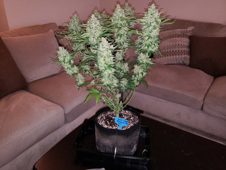 A small cannabis plant on a table in the living room