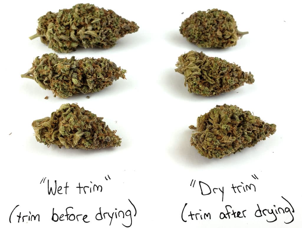 Wet Trim vs. Dry Trim Which Makes Better Cannabis? Grow Weed Easy