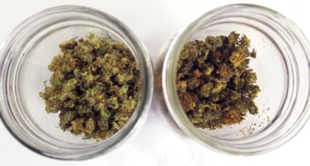 Buds on left are not decarbed, while the buds on the right have been decarbed in the oven