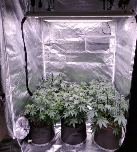 Six cannabis plants growing under two ES300 LED grow lights by Electric Sky