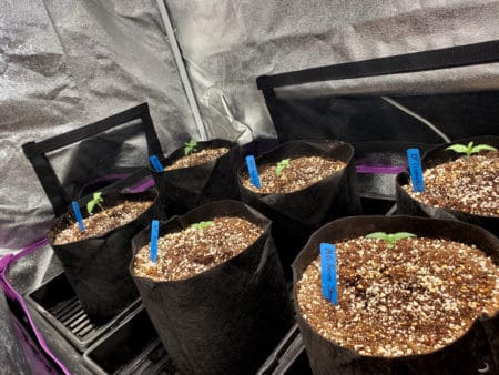 Seedlings in fabric pots