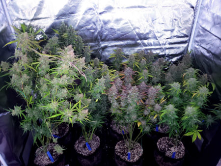 Does cannabis smell when growing