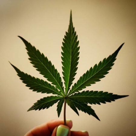 Here's a cool pictures of a cannabis leaf