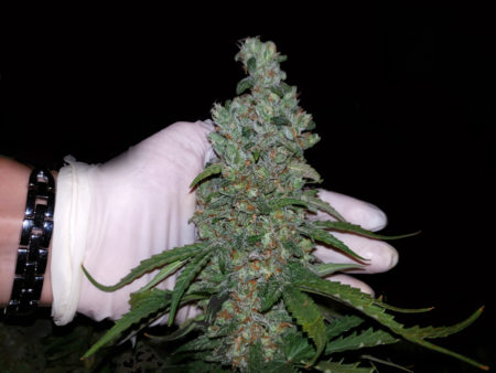 A cola from a Critical+ CBD cannabis plant just before harvest