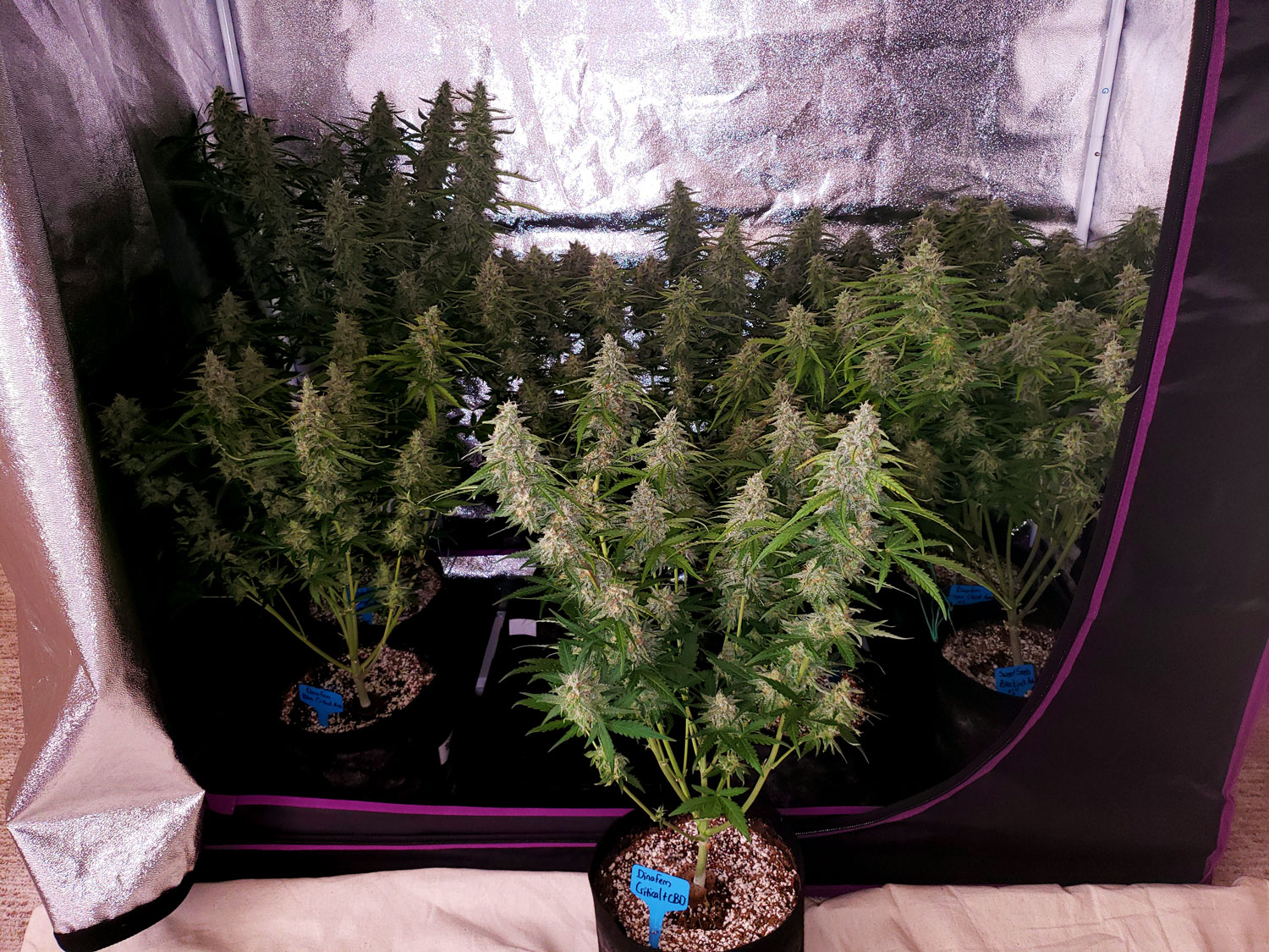 how much cbd for good night sleep